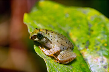 Boophis picturatus, endemic frog species in the family Mantellidae. Ranomafana National Park, Madagascar wildlife animal