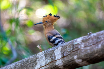 Madagascar hoopoe (Upupa marginata), species of hoopoe in the family Upupidae. Endemic bird sitting on ground. Isalo National Park, Madagascar wildlife animal.