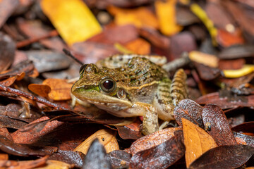 Mascarene grass frog (Ptychadena mascareniensis), or Mascarene ridged frog, endemic species of frog...