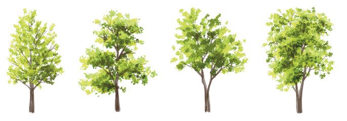 Vector watercolor of tree side view isolated on white background for landscape  and architecture drawing, elements for environment and garden, painting botanical for section and elevation  © Chanya_B