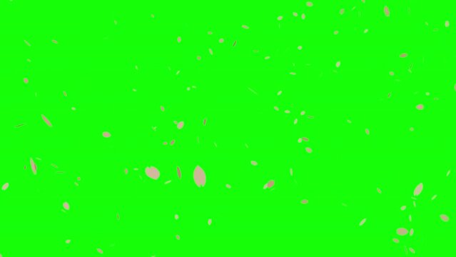 Cherry blossom petal falling or fluttering in wind, Spring animation background, Chroma key green background