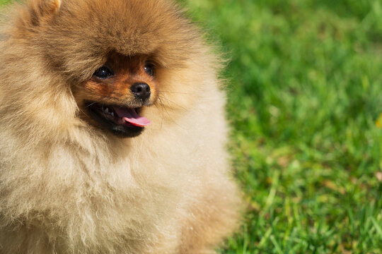 a dog of Pomeranian spitz breed sits on grass