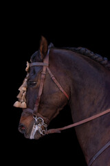 Chestnut andalusian horse portrait on a black background. Pure Spanish thoroughbred with bridle, dark braided mane and decorated head. Equestrian vertical image.