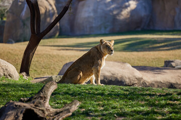 The Lioness Sits Alone on the Green Grass
