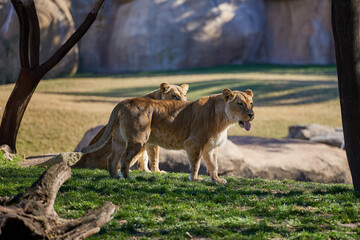 Two lionesses on the green grass. One of them stuck out her tongue.