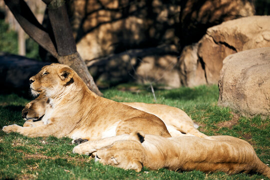 Three Lionesses Lie On The Grass In The Sun Next To The Rocks