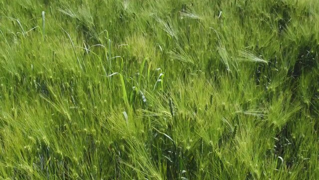 Beautiful green field of fresh wheat cereals