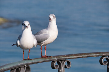 Zwei Möwen auf einem Geländer