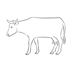 vector drawing cow, sketch of domestic animal, hand drawn illuastration , isolated nature design element