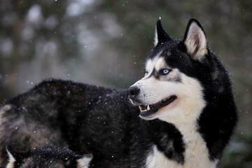 Portrait of a Siberian Husky close-up, side view of the head of a Siberian Husky with a red-white coat color and blue eyes, a breed of sled dogs. Husky dog for a walk outdoors, blurred background