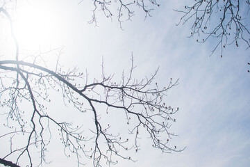 Bare tree branches on a pale white background