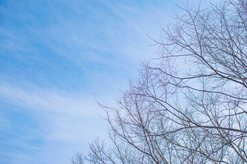 Bare tree branches on a pale white background