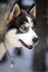 Portrait of a Siberian Husky close-up, side view of the head of a Siberian Husky with a red-white coat color and blue eyes, a breed of sled dogs. Husky dog for a walk outdoors, blurred background