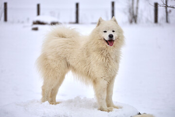 White Samoyed dog stands on the snow the field