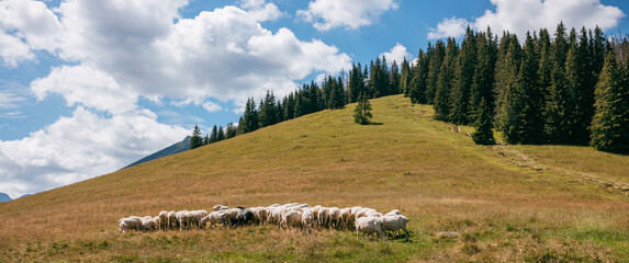 Group of sheep grazing in paddock at farm. Flock of sheep on green grass