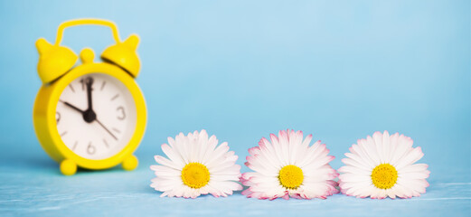 White flowers and retro yellow alarm clock on blue background. Spring forward, springtime or daylight savings time banner.