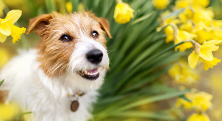 Happy cute pet dog smiling in easter daffodil flowers. Spring forward, springtime banner, background.