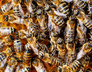 Bee on honeycombs with honey slices nectar into cells. Macro image of a bee on a frame from a hive....