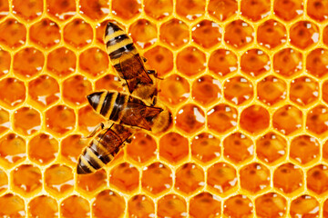 Close up view of the working bees on honey cells.