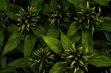 Beloperone plumbaginifolia as a background. Green plant close-up. Plumbagin folia. Plant species of Justicia, a genus of flowering plants in the family Acanthaceae
