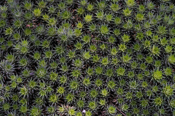 Bromeliaceae. Green plant closeup. Natural plants background.
