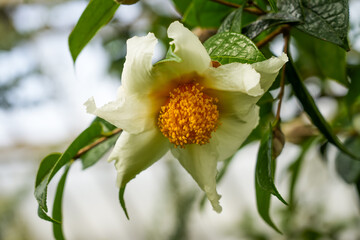 Close up of the white flowers of Camellia granthamiana. Grantham camellia.
