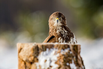 buzzard