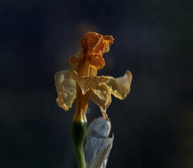 Closeup of a withering yellow flower of a daffodil seen against a dark background.