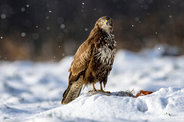 buzzard