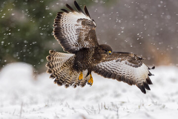 buzzard