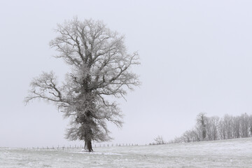 a tree in a meadow under the snow