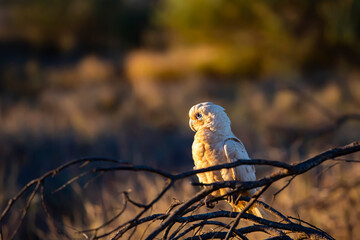 A group of beautiful cute Little corella (short-billed corella, little cockatoo) sitting on the...
