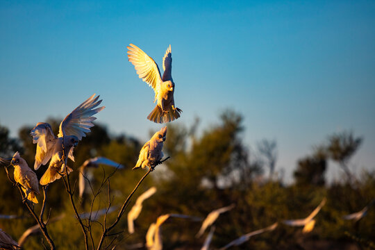 A group of beautiful cute Little corella (short-billed corella, little cockatoo) sitting on the tree  during sunset in the Australian outback, Cape Range National Park, Western Australia