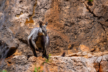Beautiful endangered Black-flanked rock-wallaby (warru) jumping on the rocks spotted in Yardie Creek, Cape Range National Park, Western Australia - obrazy, fototapety, plakaty