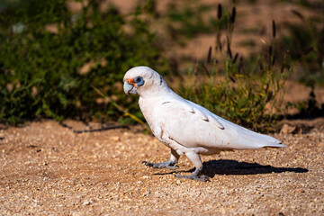 beautiful cute Little corella (short-billed corella, little cockatoo) close up searching for seeds in the Australian outback, Cape Range National Park, Western Australia