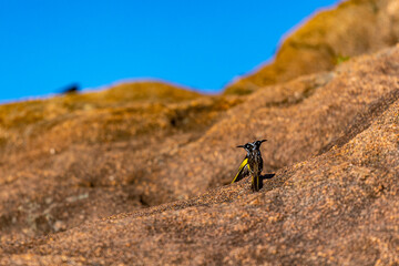 A pair of beautiful endemic New Holland Honeyeaters staning on the rock spotted on stunning Lucky Bay, Esperance, Western Australia. Birds of Australia