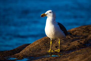 Beautiful large Pacific gull up close standing on a rock at sunset in lucky bay, Esperance, Western Australia