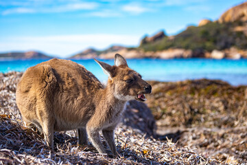 Portrait of beautiful adorable western grey kangaroo feeding amongst algae washed on the beach on the famous lucky bay in Esperance, Cape Le Grand National Park, Western Australia