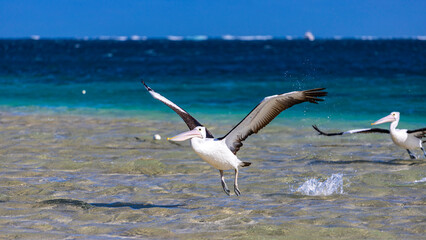 Fototapeta na wymiar Beautiful large australian pelican flying low over Turquiose bay in Cape Range National Park, Western Australia