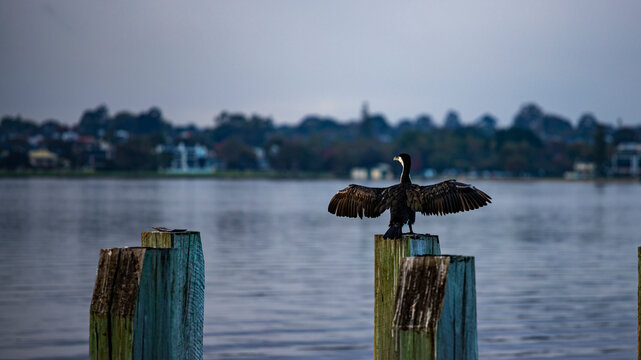 beautiful unique Australian pied cormorant drying wings in in the port of Perth city, Western Australia. Industrial landscape in the background