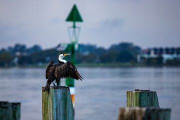beautiful unique Australian pied cormorant drying wings in in the port of Perth city, Western...