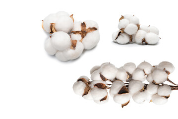 Cotton flower branch isolated on white background.