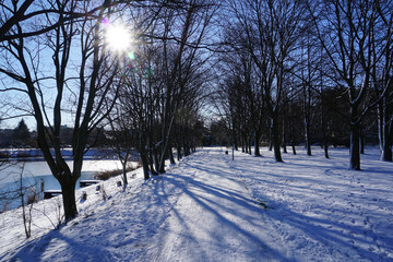 Road in park at winter
