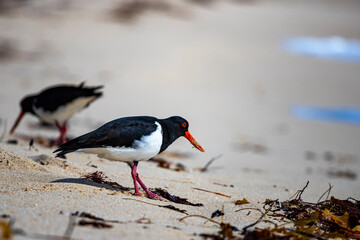A pair of beautiful cute australian oystercatchers searching for food between algae on the paradise...