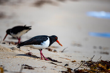 A pair of beautiful cute australian oystercatchers searching for food between algae on the paradise beach in Rottnest Island, Western Australia