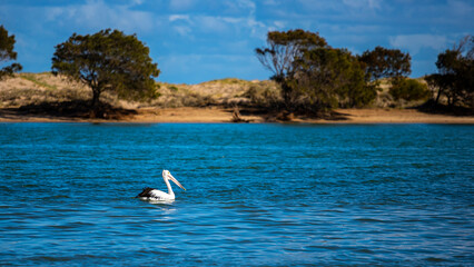 Beautiful impressive Australian pelican up close swimming in a lake in Kalbarri with stunning landscape, Western Australia