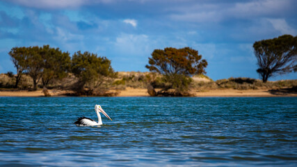 Beautiful large impressive Australian pelican up close swimming in a lake in Kalbarri with stunning background, Western Australia