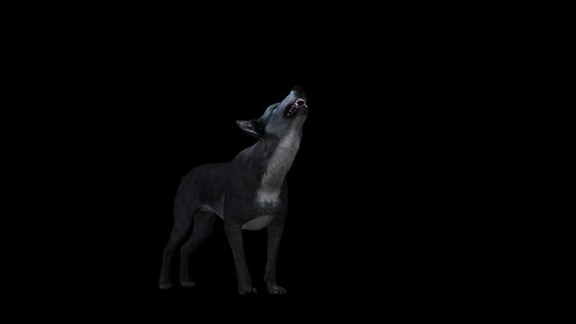 Wolf Howl 3D Animation With Alpha Video