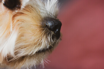 Close-up portrait of Yorkshire Terrier. Cute little dog, doggy, puppy hairy brown muzzle face close up looking into a distance. Dog theme wallpaper, background. Domestic animal, lovely pet macro photo