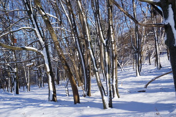 Park in winter at daytime